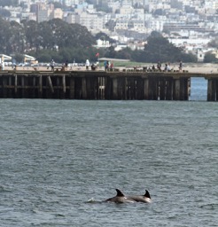 Missing Picture
